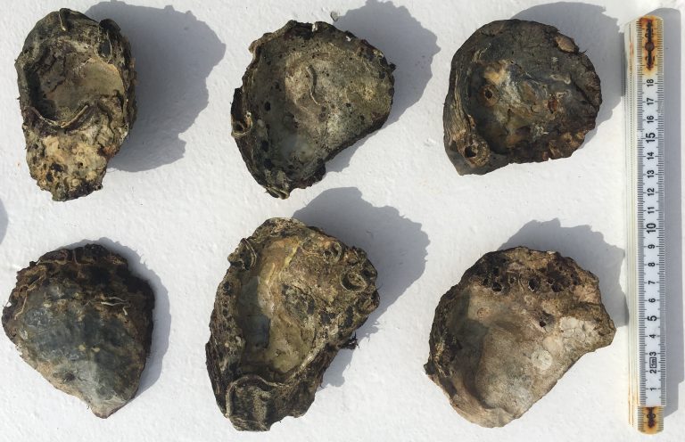 Very old native oyster shells
