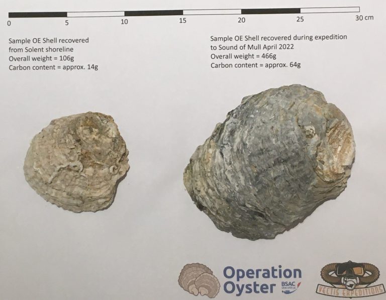 Native Flat Oyster Shell Comparison