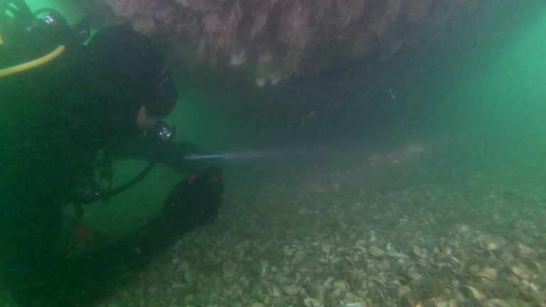 Diver searches for native oysters under the bow of the A1 submarine