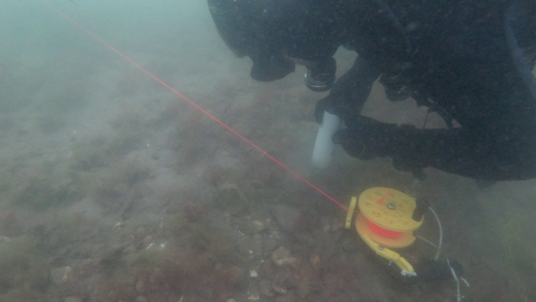 Volunteer diver assisting with native oyster reef survey