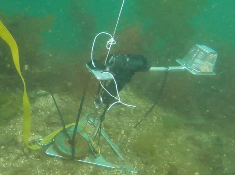 Baited remote underwater video camera
