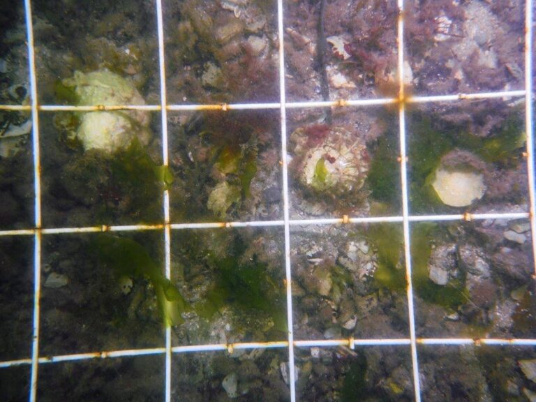 Native flat oysters surveyed