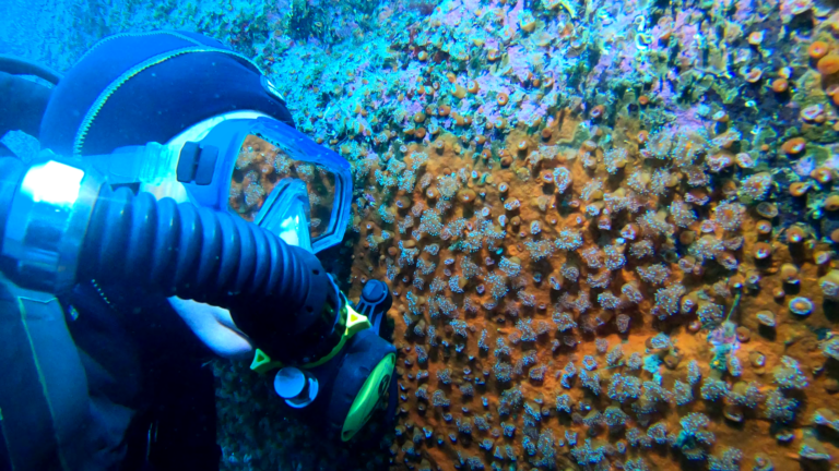 More jewel anenomes