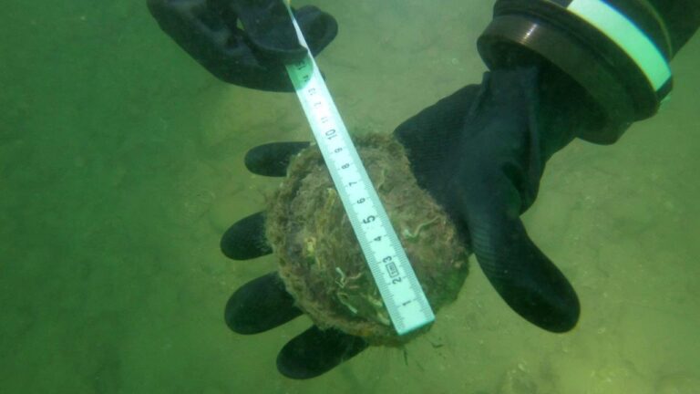 Read more about the article Solent Oyster 2023