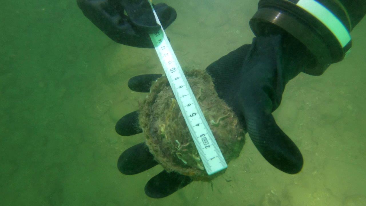 Read more about the article Solent Oyster 2023