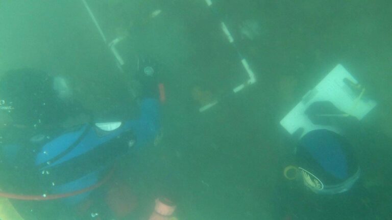 Transect survey with quadrat
