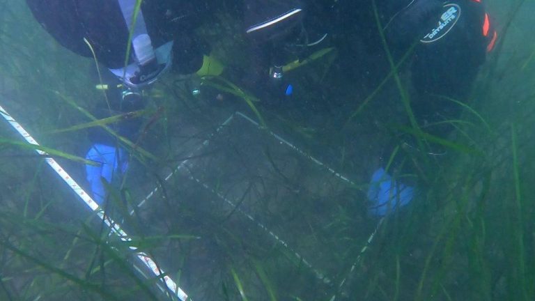 Seagrass survey UK