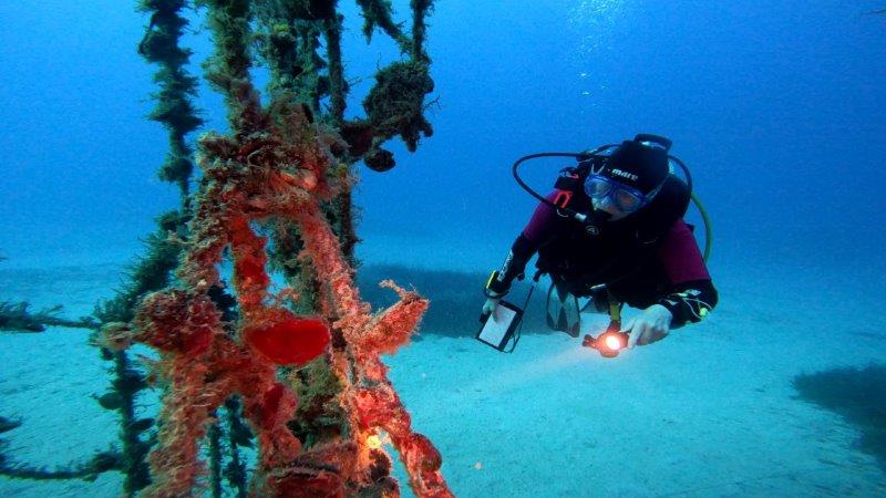 Read more about the article Cypriot Oysters – November 2024