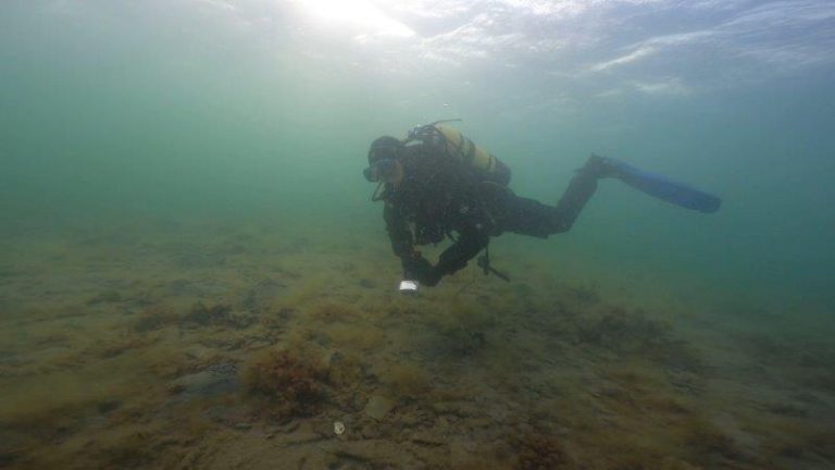 Looking for native oysters in the Bay of Firth