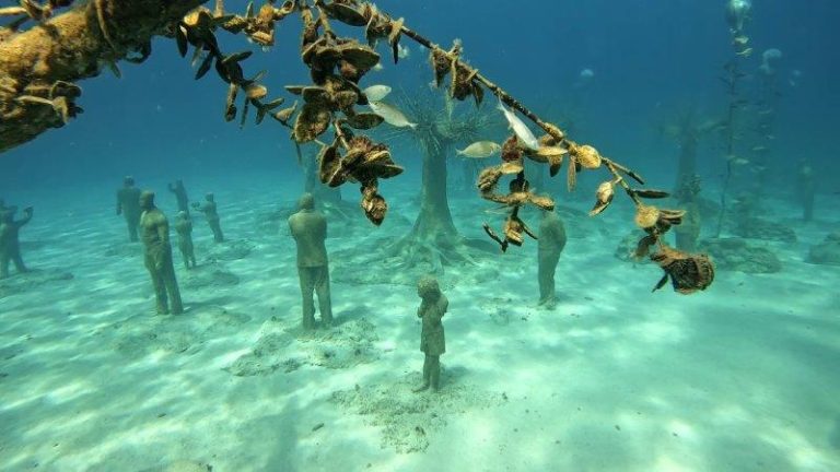 Artwork and restoration at MUSAN - native oyster tree