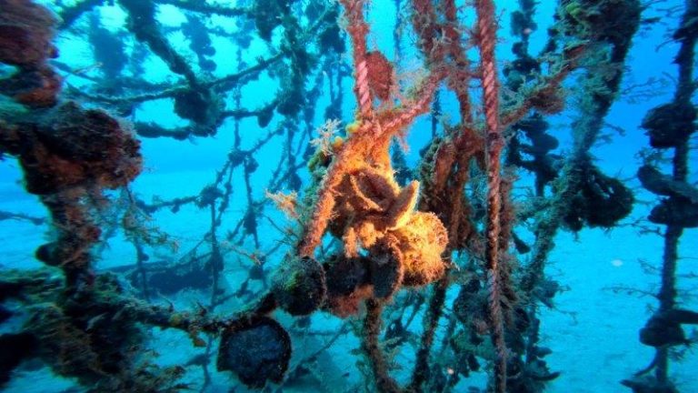 Oysters on a heavy duty net structure