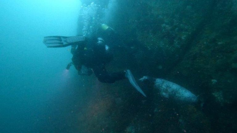 Seal sneaking up on diver
