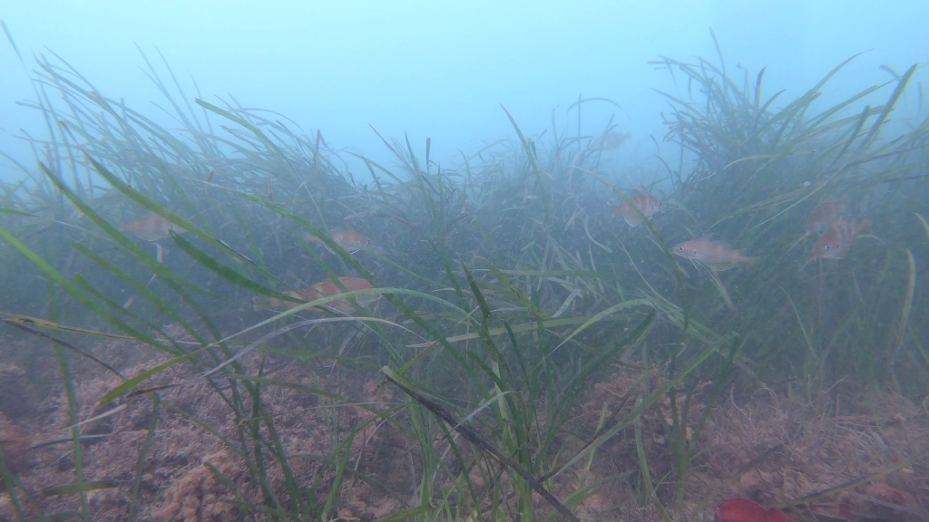 Seagrass meadopw