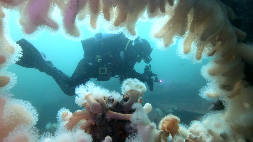 SS Breda marine life